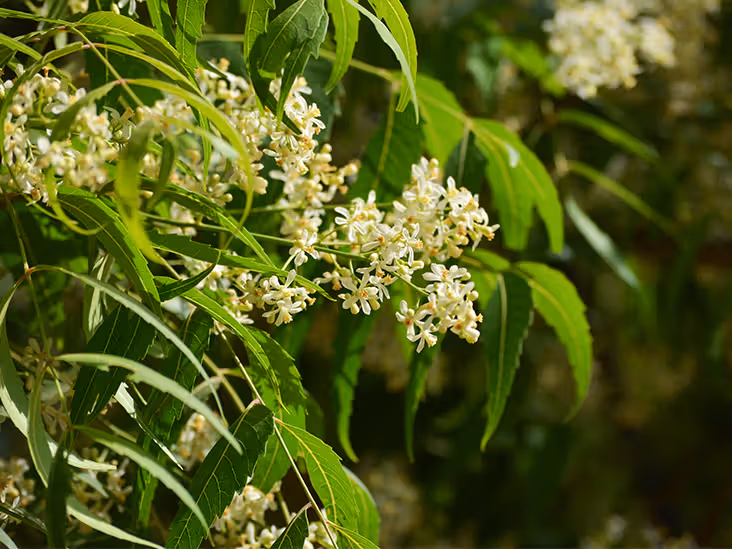 Nimba (Azadirachta indica) in wound cleansing and healing